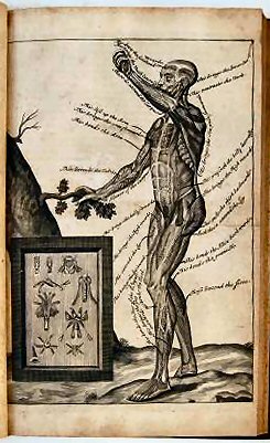 MYOGRAPHIA NOVA: OR, A GRAPHICAL DESCRIPTION OF ALL THE MUSCLES IN THE HUMANE BODY, AS THEY ARISE IN DISSECTION: DISTRIBUTED INTO SIX LECTURES.. - Image 4
