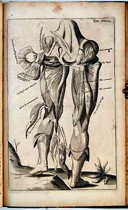 MYOGRAPHIA NOVA: OR, A GRAPHICAL DESCRIPTION OF ALL THE MUSCLES IN THE HUMANE BODY, AS THEY ARISE IN DISSECTION: DISTRIBUTED INTO SIX LECTURES.. - Image 2
