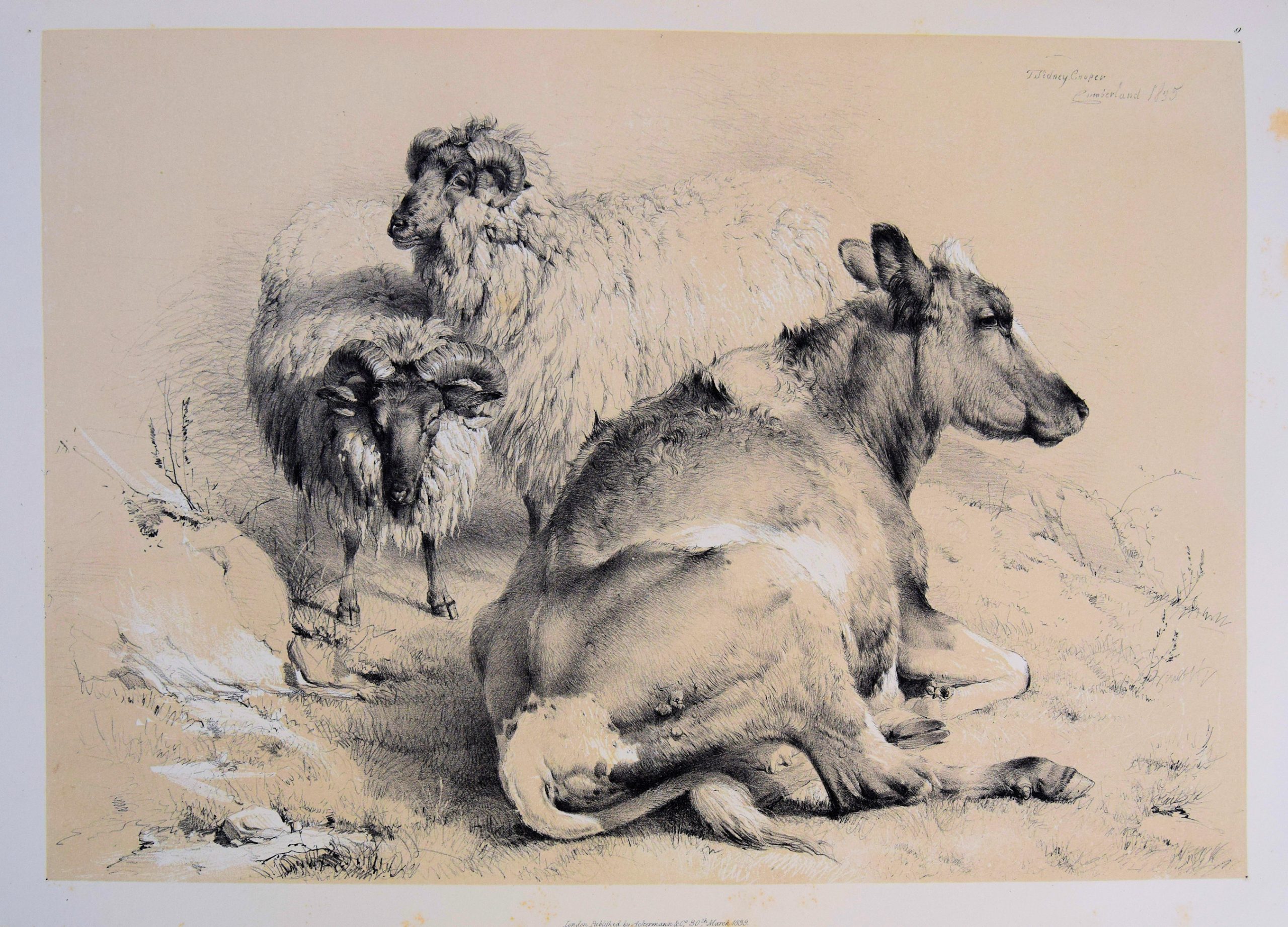 GROUPS OF CATTLE DRAWN FROM NATURE BY T.S. COOPER.