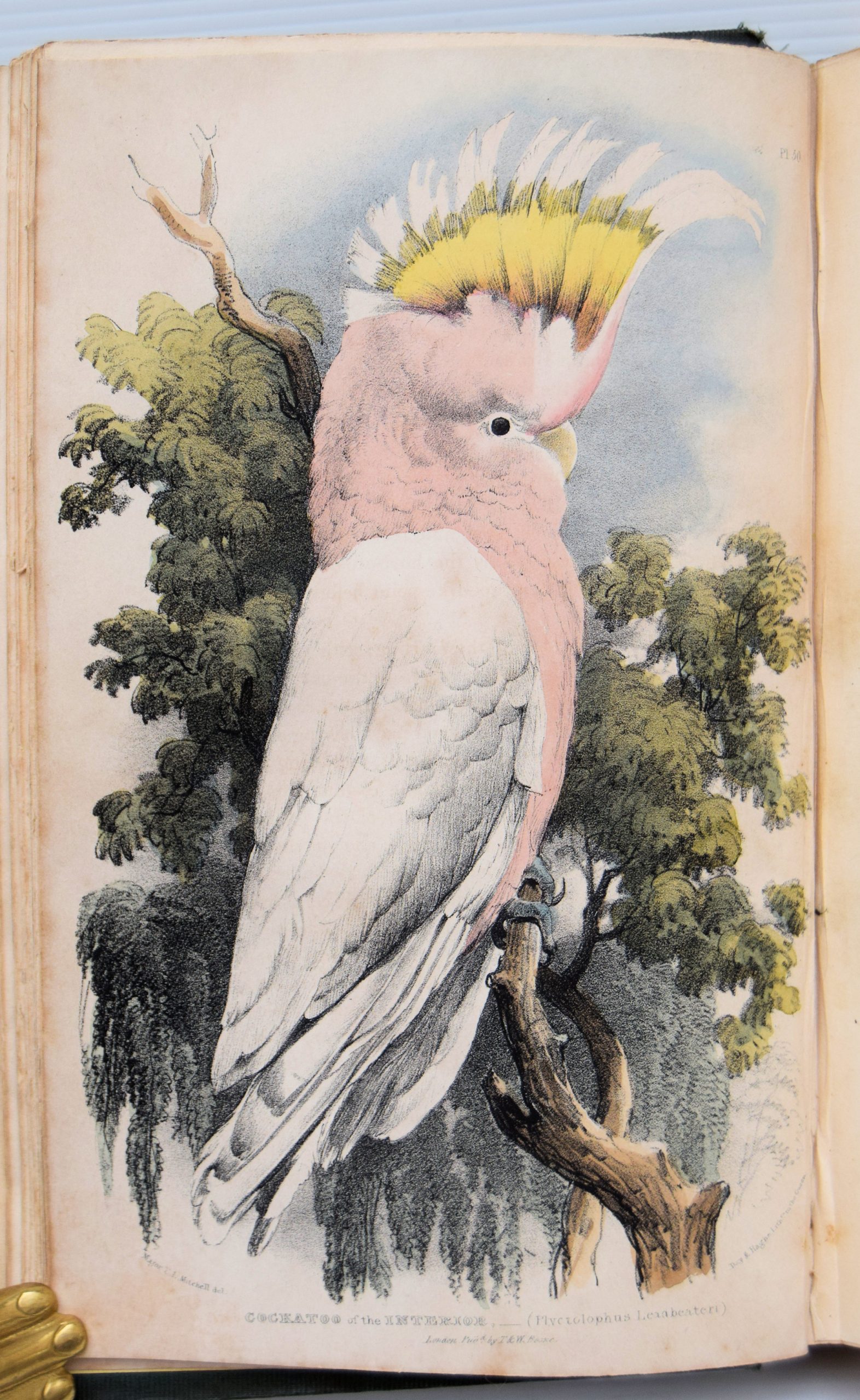 THREE EXPEDITIONS INTO THE INTERIOR OF EASTERN AUSTRALIA, WITH DESCRIPTIONS OF THE RECENTLY EXPLORED REGION OF AUSTRALIA FELIX, AND OF THE PRESENT COLONY OF NEW SOUTH WALES. - Image 3