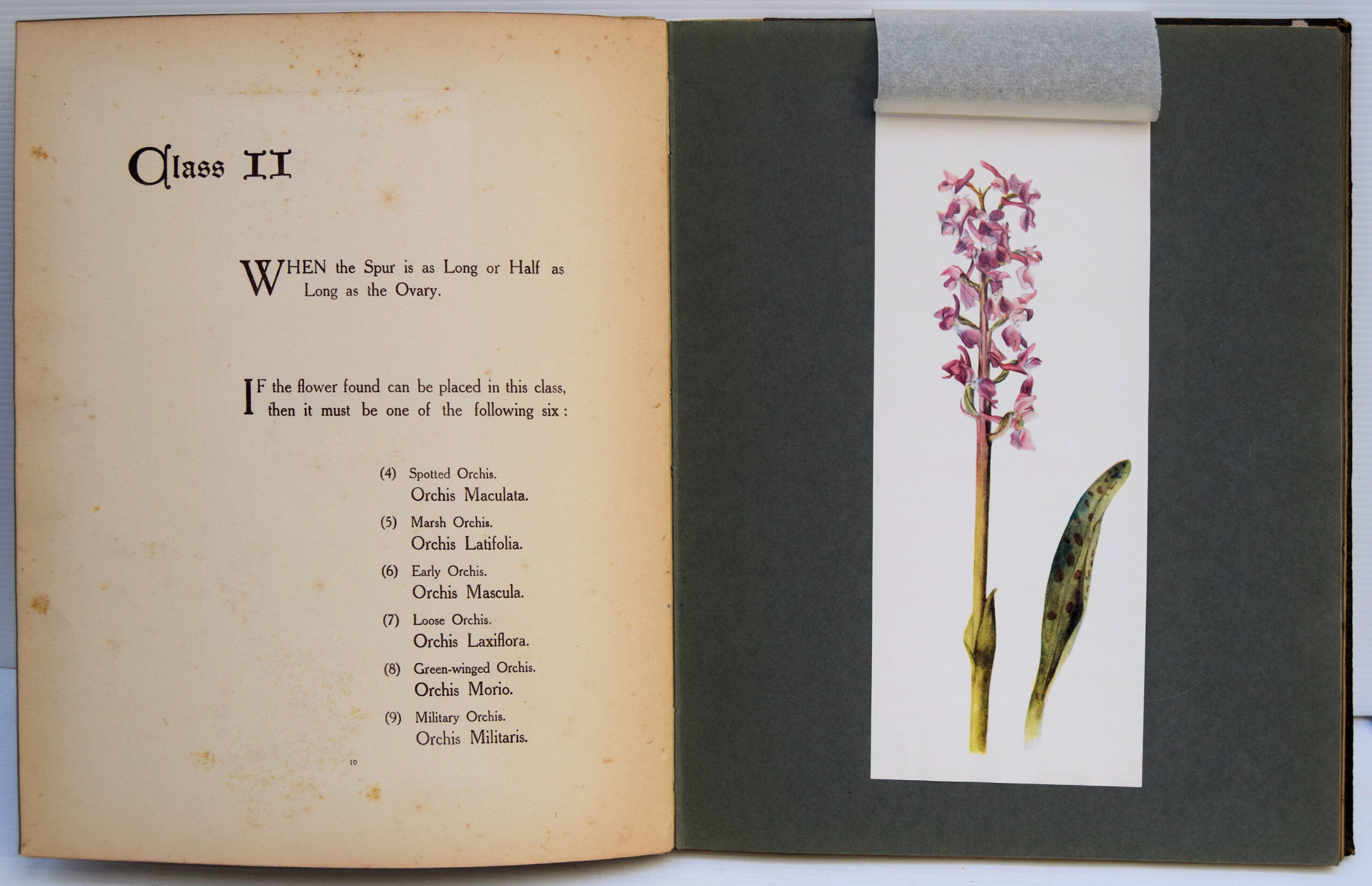 BRITISH ORCHIDS. - Image 3
