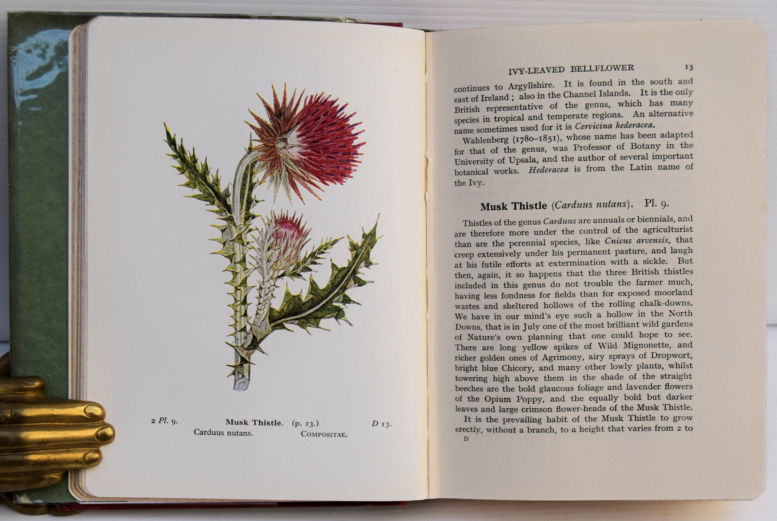 WAYSIDE AND WOODLAND BLOSSOMS. - Image 3