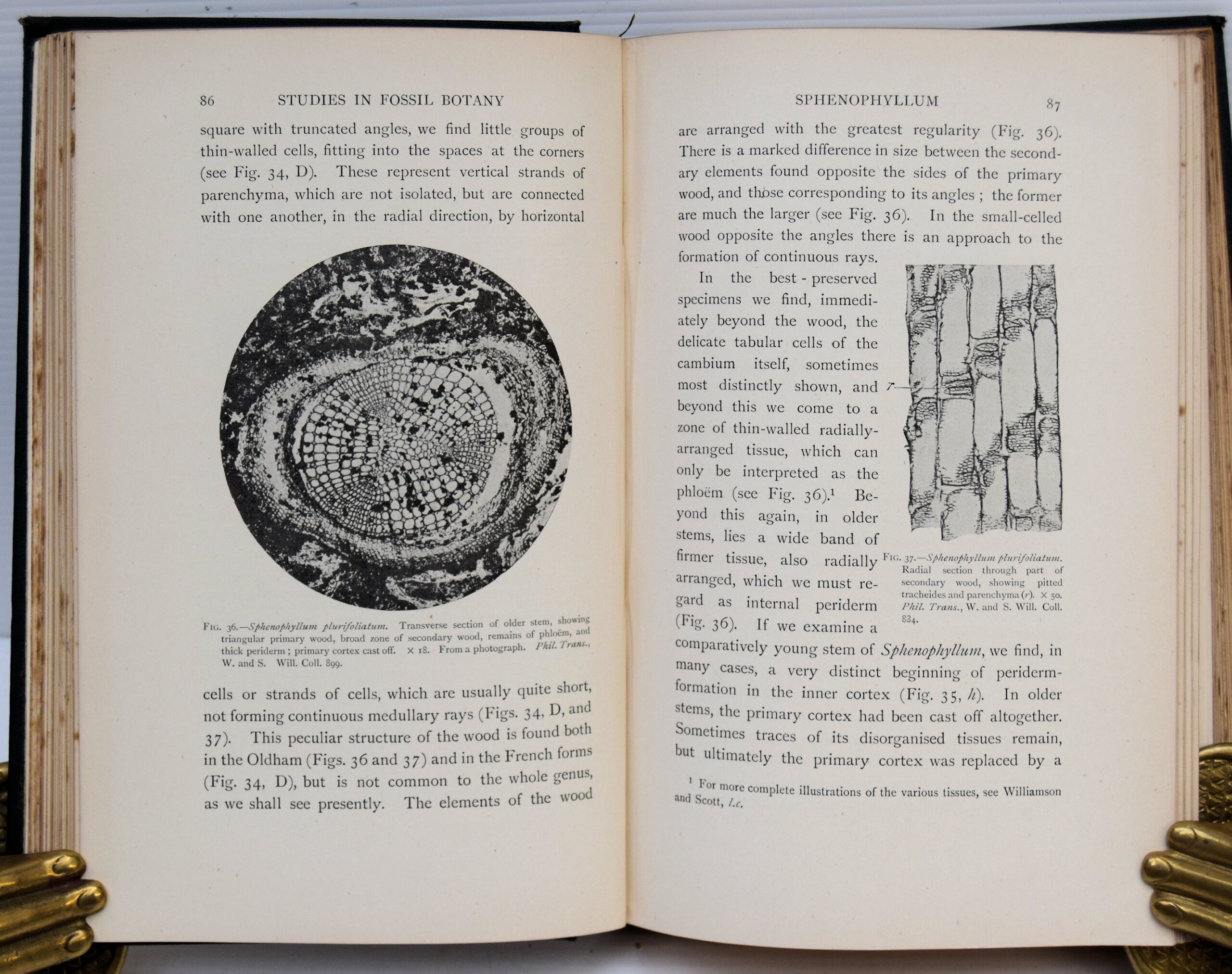 STUDIES IN FOSSIL BOTANY. - Image 3