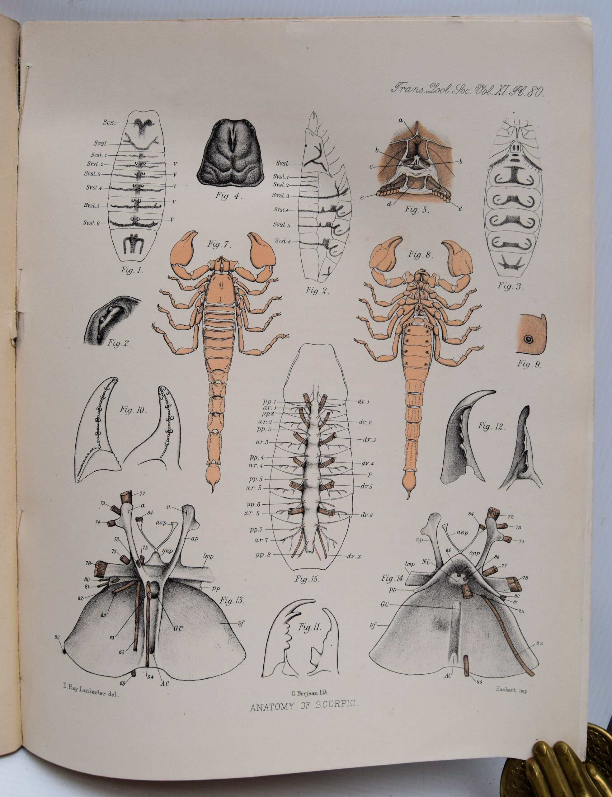 TRANSACTIONS OF THE ZOOLOGICAL SOCIETY OF LONDON. - Image 2