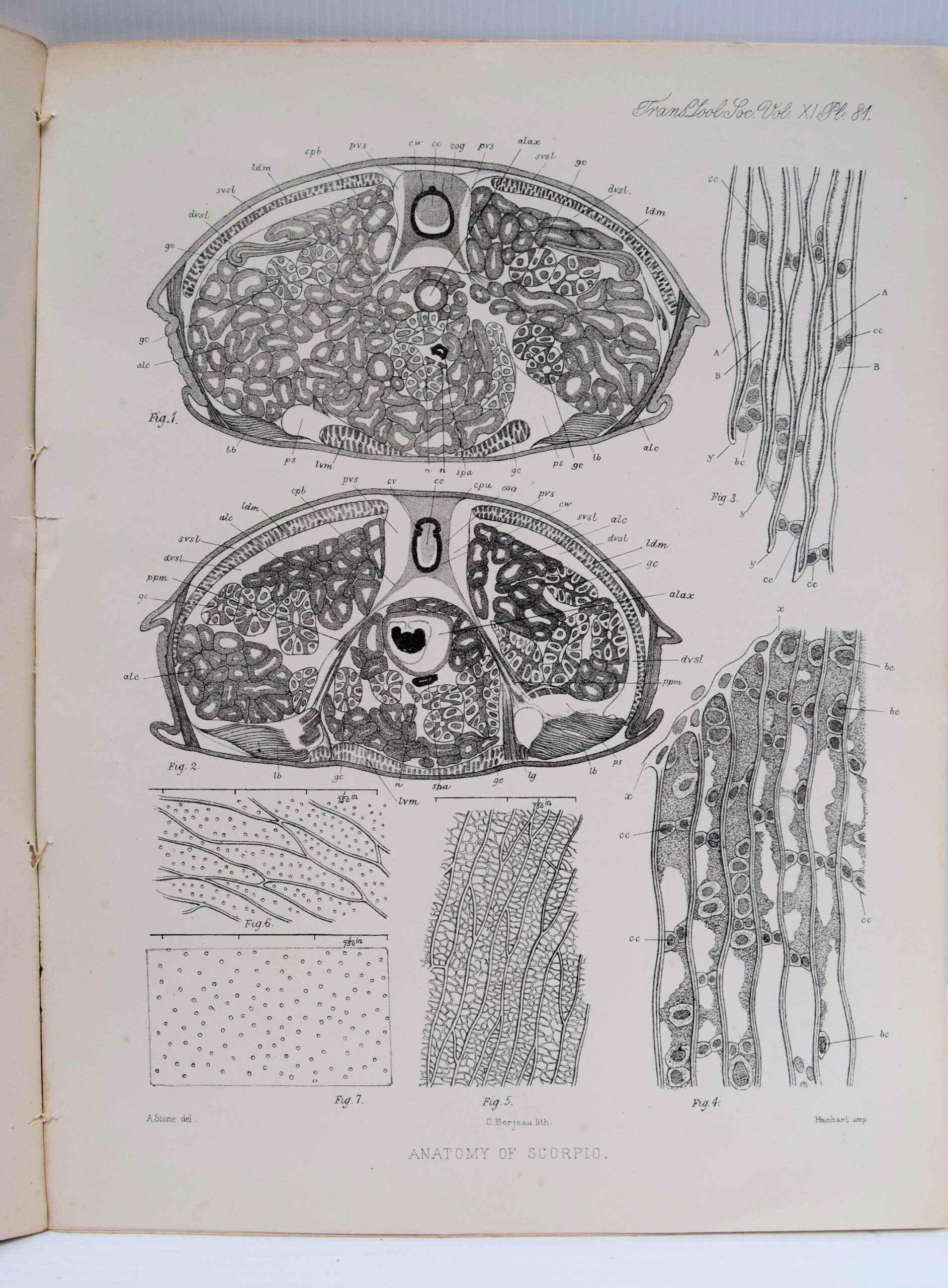 TRANSACTIONS OF THE ZOOLOGICAL SOCIETY OF LONDON. - Image 4
