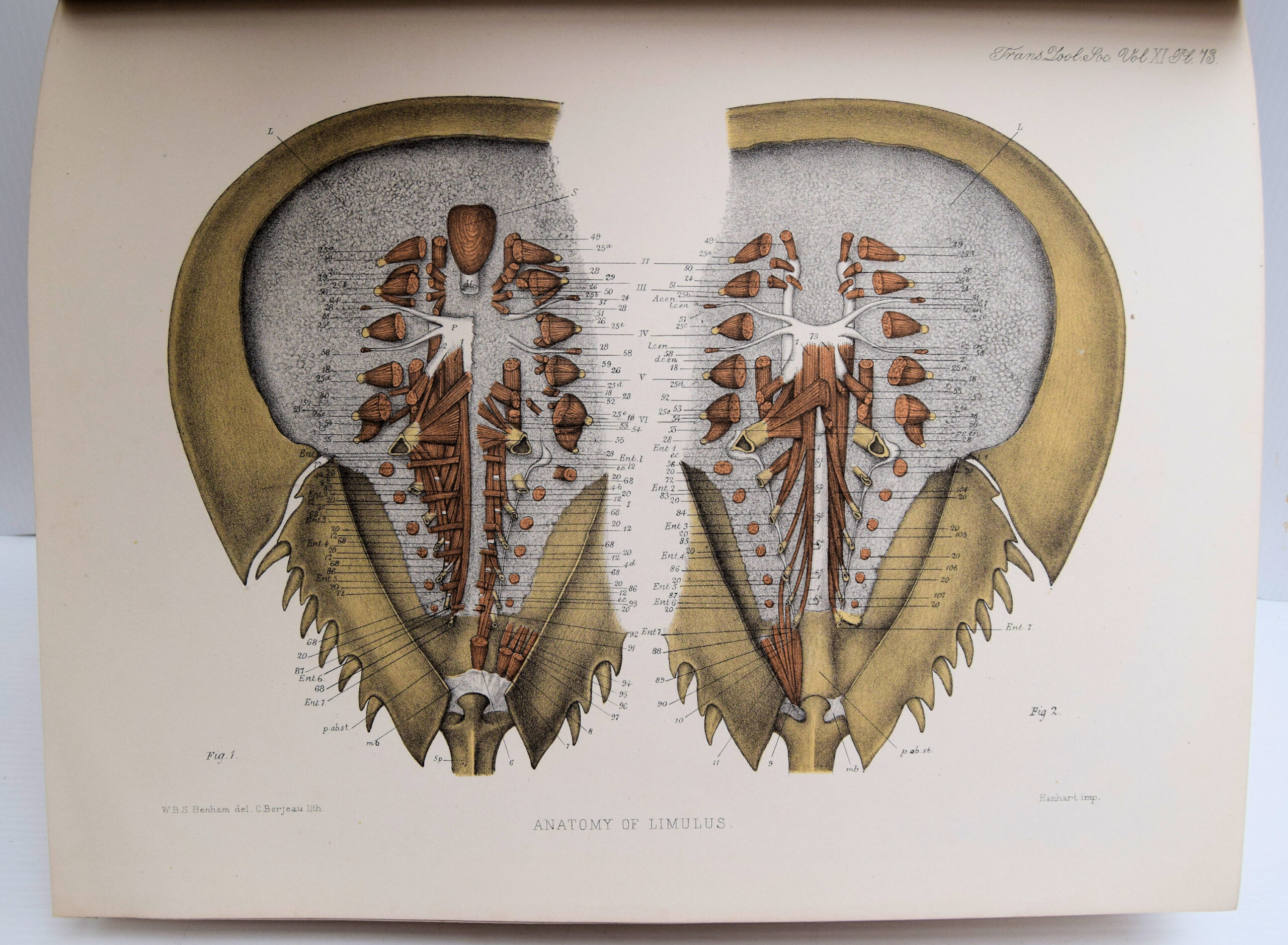 TRANSACTIONS OF THE ZOOLOGICAL SOCIETY OF LONDON. - Image 3