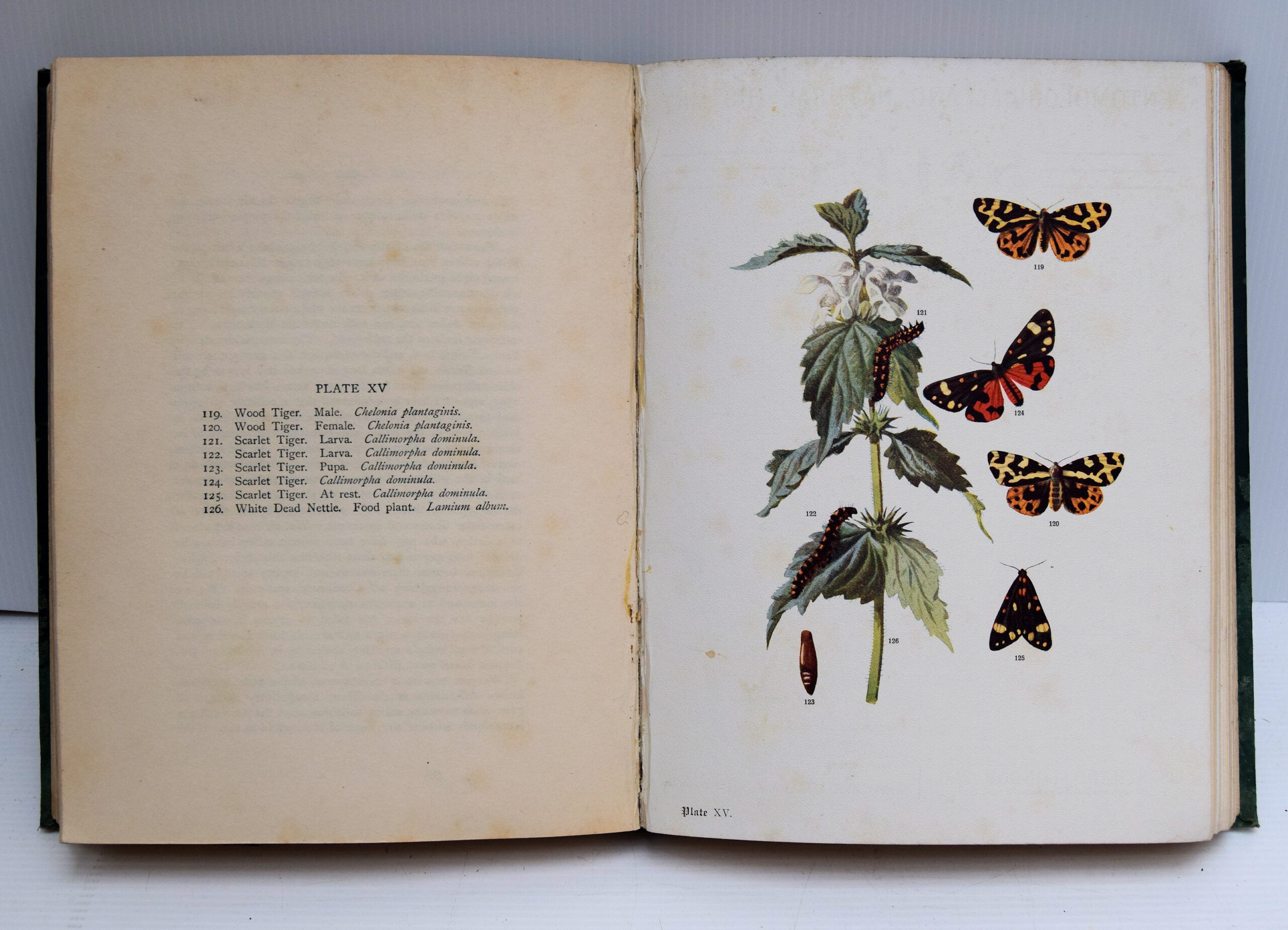 BUTTERFLIES AND MOTHS OF THE COUNTRYSIDE. - Image 3