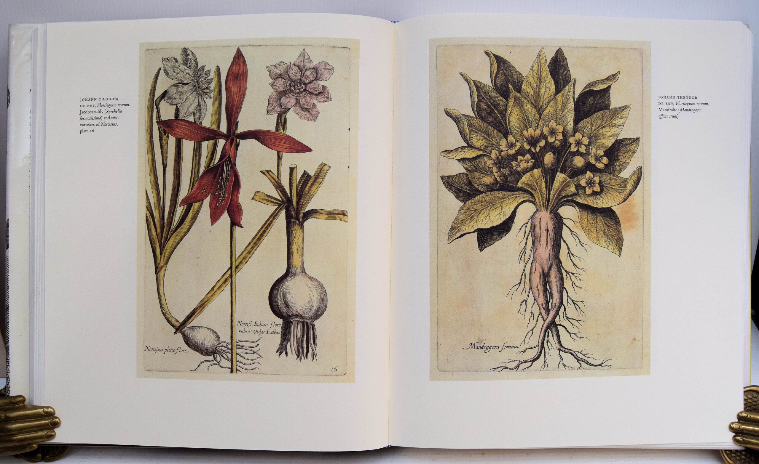 AN OAK SPRING FLORA. FLOWER ILLUSTRATION FROM THE FIFTEENTH CENTURY TO THE PRESENT TIME. - Image 5