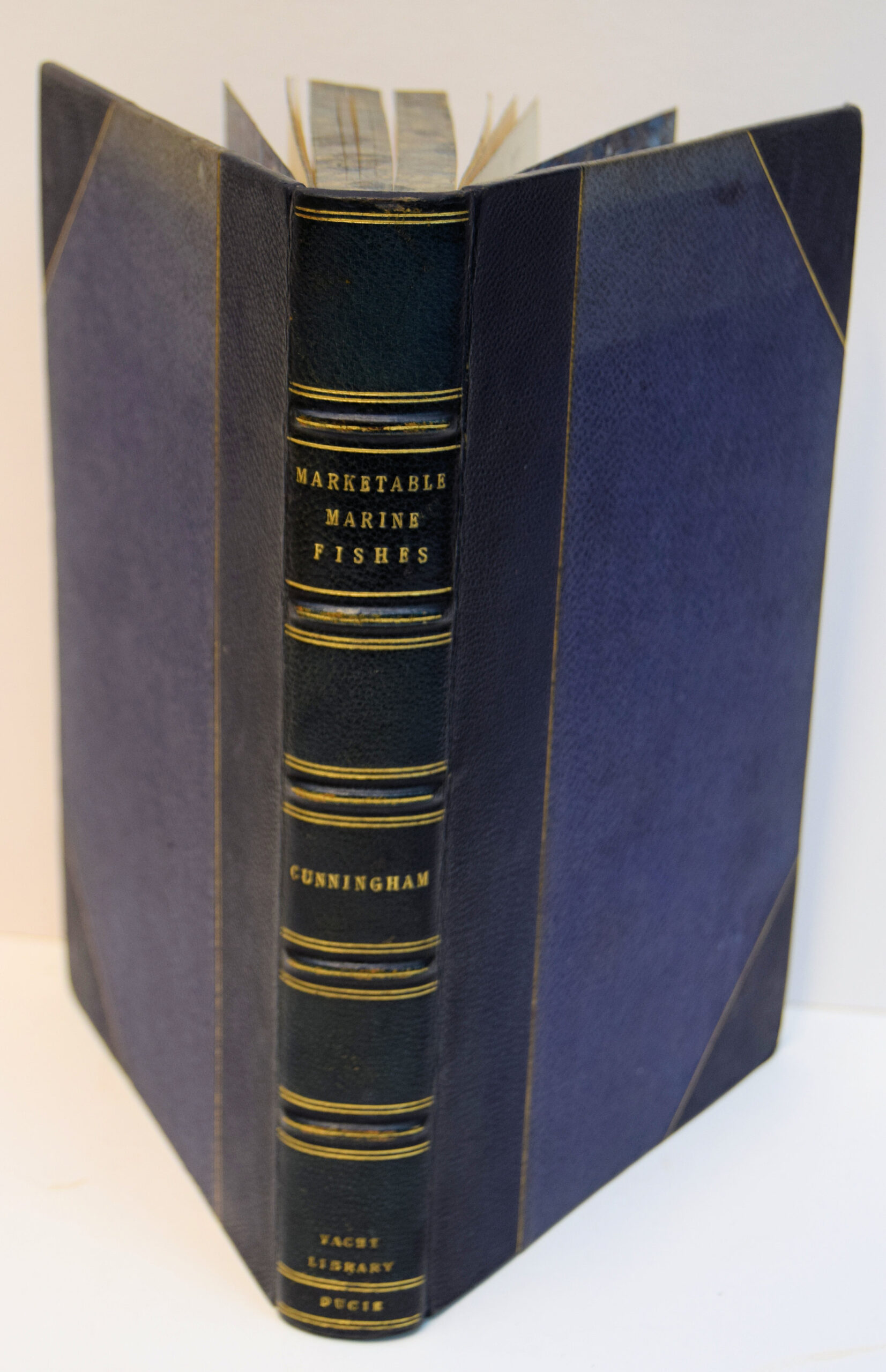 THE NATURAL HISTORY OF THE MARKETABLE MARINE FISHES OF THE BRITISH ISLANDS.