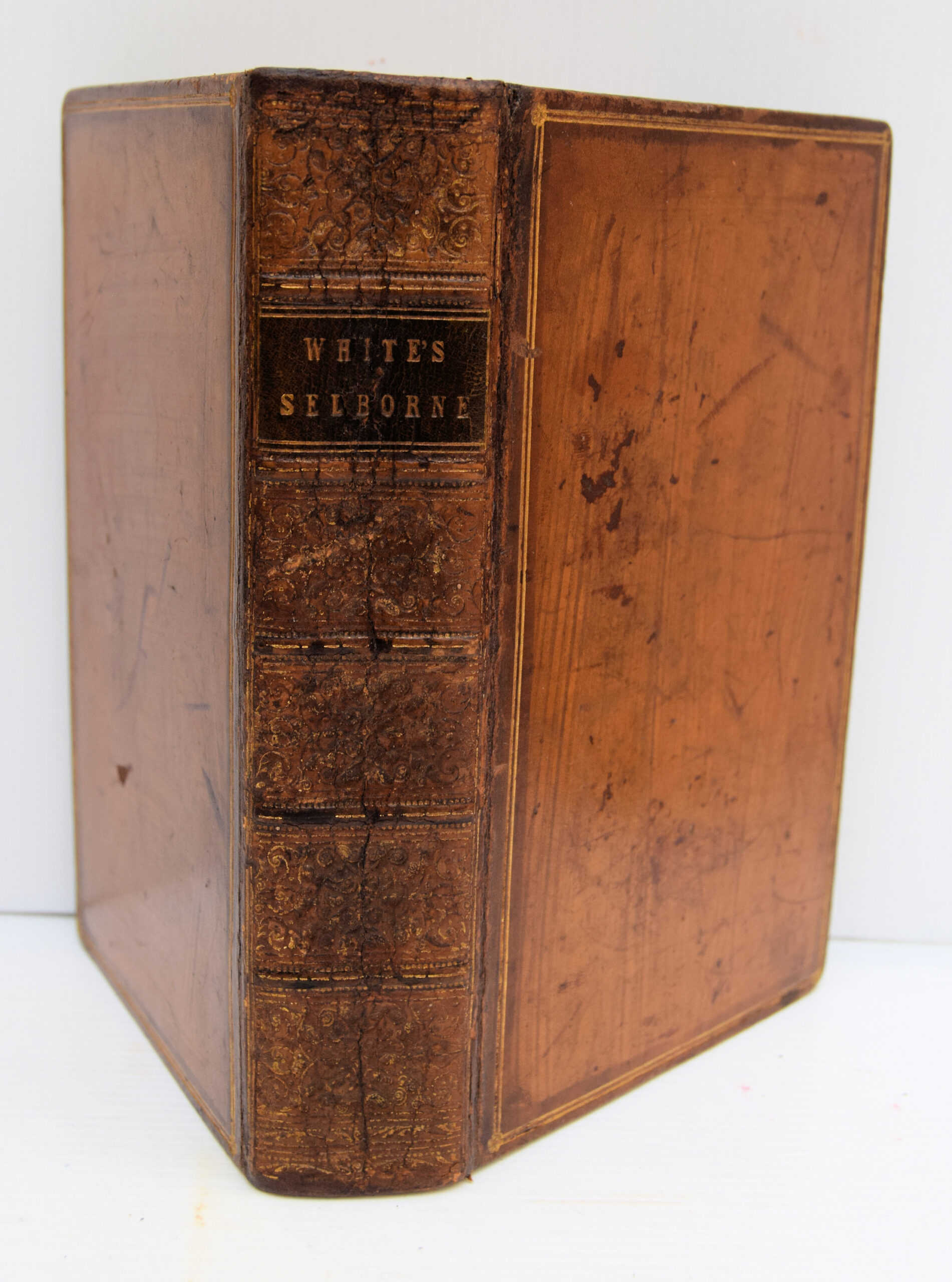THE NATURAL HISTORY OF SELBORNE.