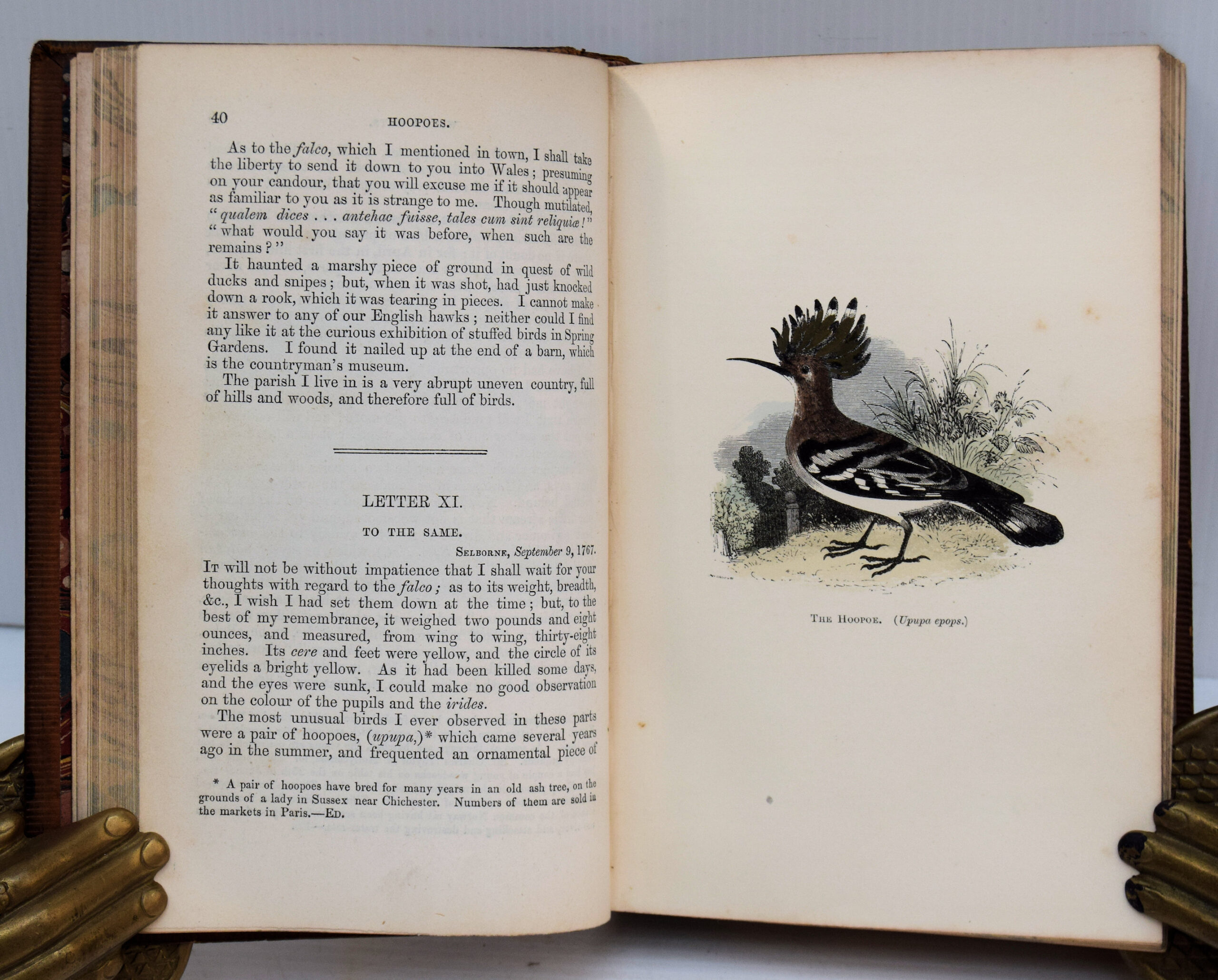 THE NATURAL HISTORY OF SELBORNE. - Image 4